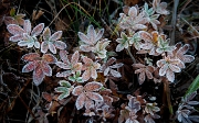 Frost On Lupine 5786
